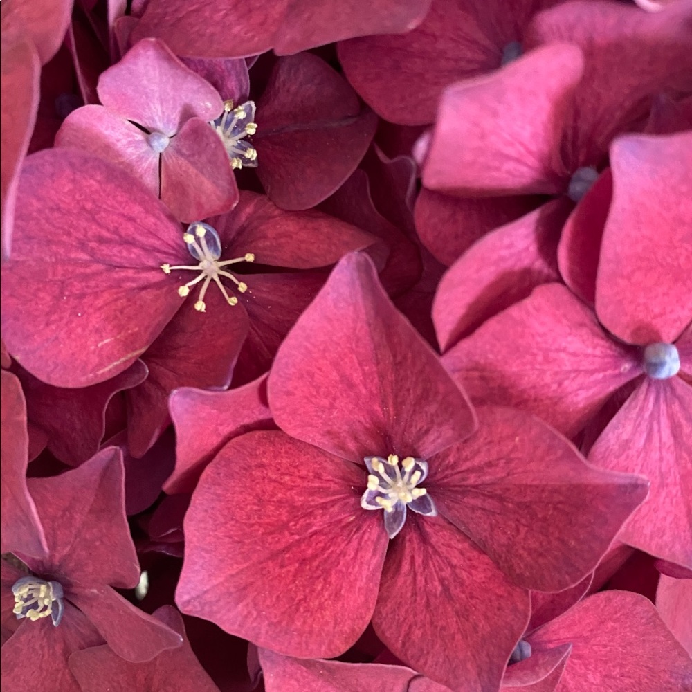 Meet your Posher, Rose